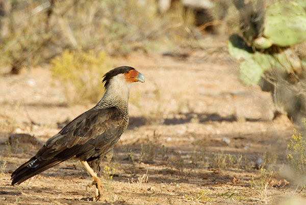 Crested Caracara Caracara cheriway 