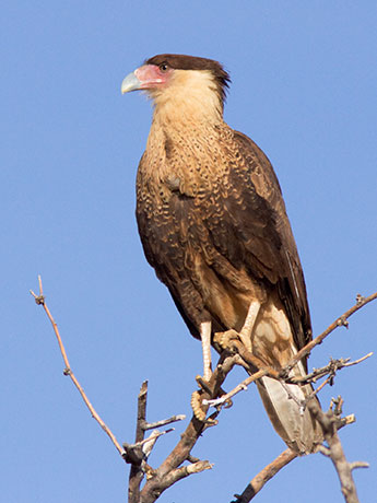 Crested Caracara Caracara cheriway 