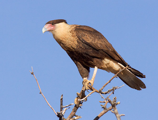 Crested Caracara Caracara cheriway 