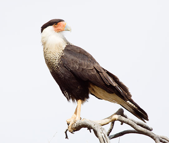 Crested Caracara Caracara cheriway 