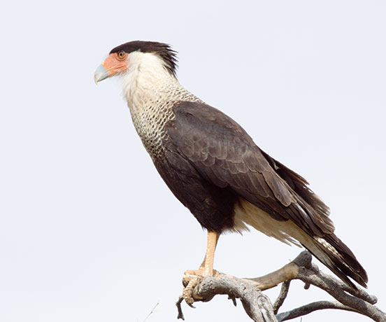 Crested Caracara Caracara cheriway 