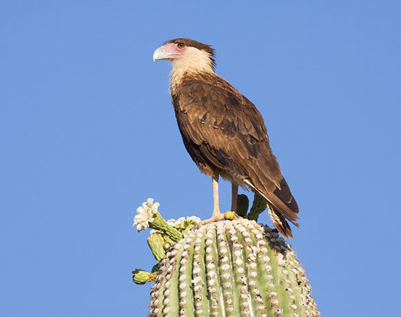 Crested Caracara Caracara cheriway 
