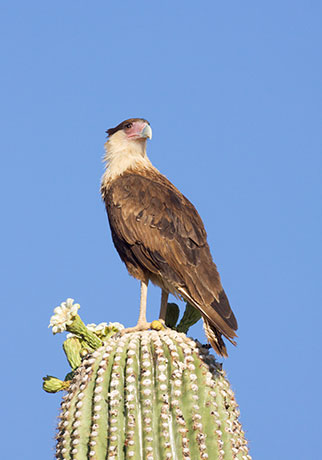 Crested Caracara Caracara cheriway 