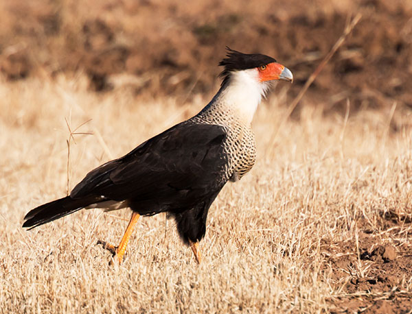 Crested Caracara Caracara cheriway 