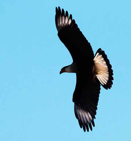 Crested Caracara Caracara cheriway 