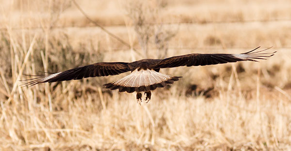Crested Caracara Caracara cheriway 
