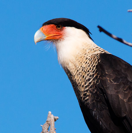 Crested Caracara Caracara cheriway 