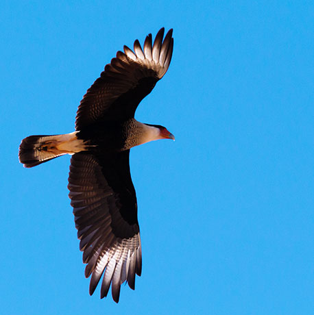 Crested Caracara Caracara cheriway 