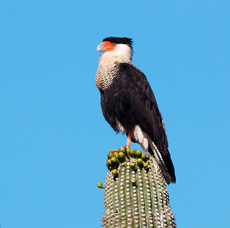 Crested Caracara Caracara cheriway 