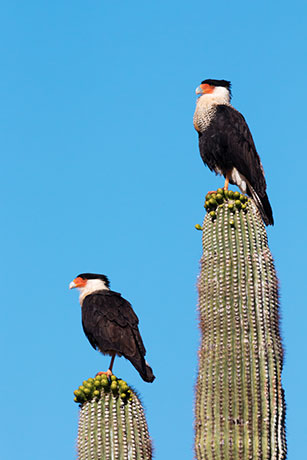 Crested Caracara Caracara cheriway 
