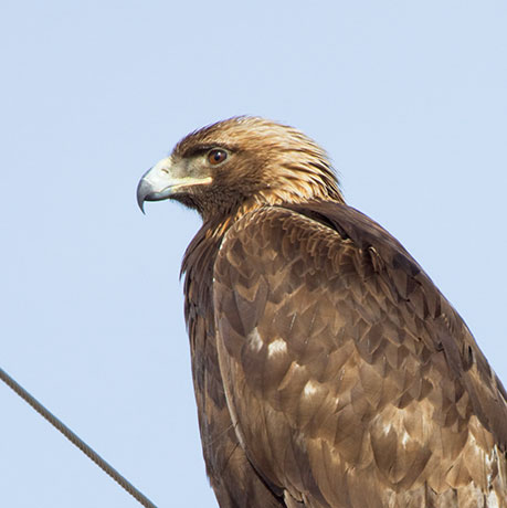 Golden Eagle Aquila chrysaetos 