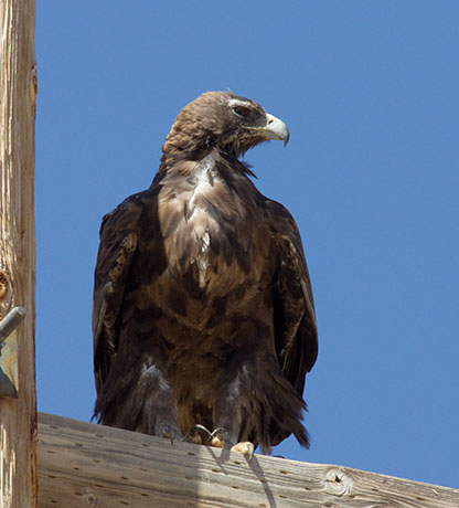 Golden Eagle Aquila chrysaetos 