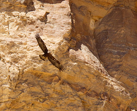 Golden Eagle Aquila chrysaetos 