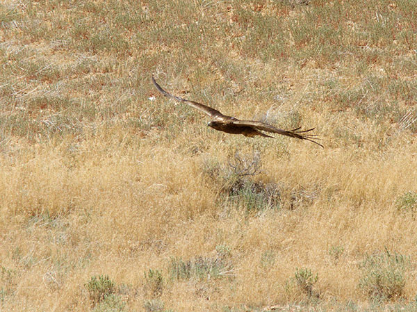 Golden Eagle Aquila chrysaetos 