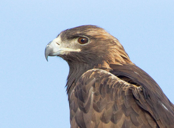 Golden Eagle Aquila chrysaetos 