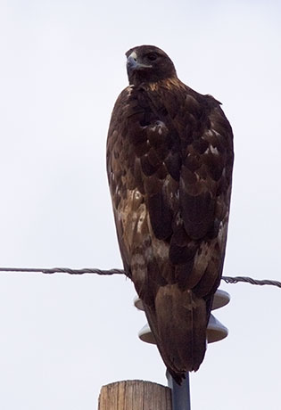 Golden Eagle Aquila chrysaetos 