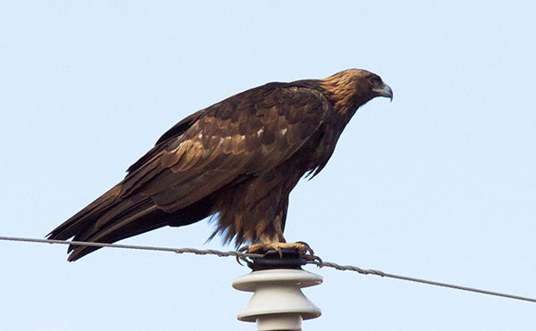 Golden Eagle Aquila chrysaetos 