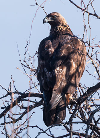 Golden Eagle Aquila chrysaetos 