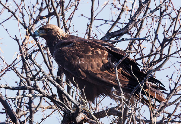 Golden Eagle Aquila chrysaetos 