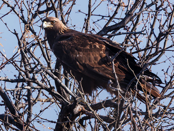 Golden Eagle Aquila chrysaetos 