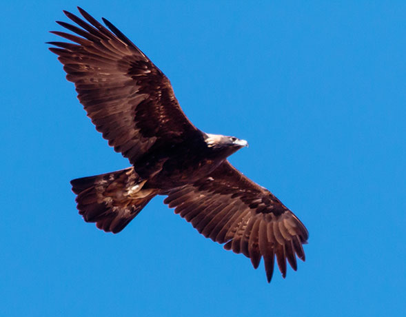 Golden Eagle Aquila chrysaetos 
