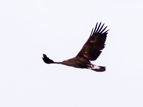 Golden Eagle Aquila chrysaetos 