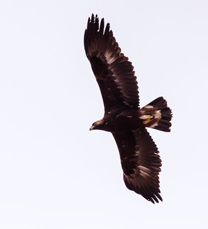 Golden Eagle Aquila chrysaetos 