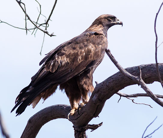 Golden Eagle Aquila chrysaetos 