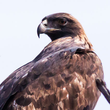 Golden Eagle Aquila chrysaetos 