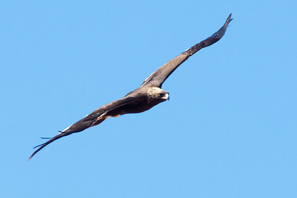 Golden Eagle Aquila chrysaetos 