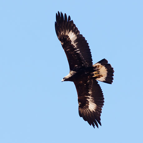 Golden Eagle Aquila chrysaetos 