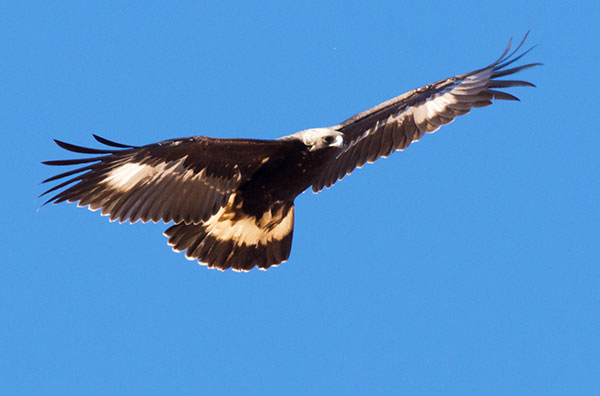 Golden Eagle Aquila chrysaetos 