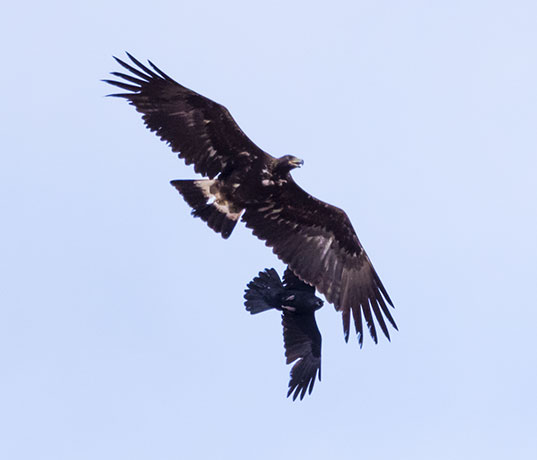 Golden Eagle Aquila chrysaetos 