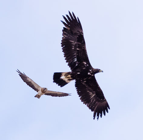 Golden Eagle Aquila chrysaetos 
