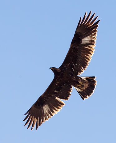 Golden Eagle Aquila chrysaetos 