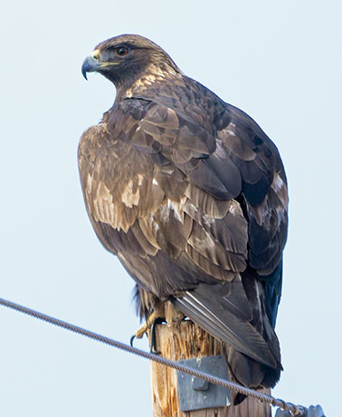 Golden Eagle Aquila chrysaetos 