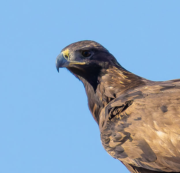 Golden Eagle Aquila chrysaetos 