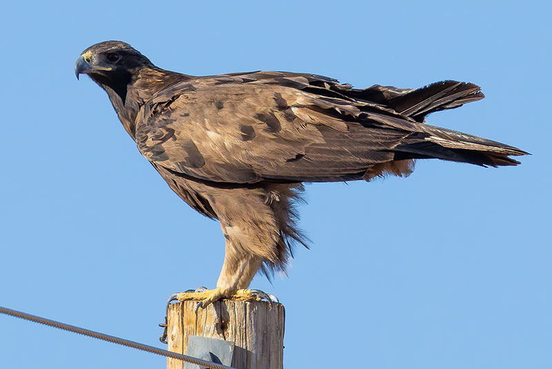Golden Eagle Aquila chrysaetos 