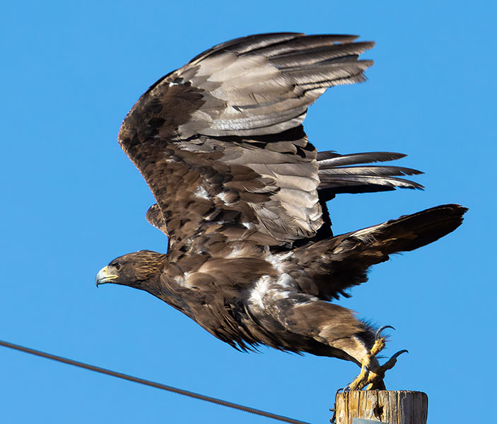 Golden Eagle Aquila chrysaetos 
