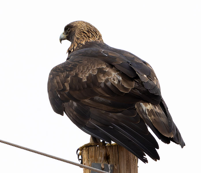 Golden Eagle Aquila chrysaetos 