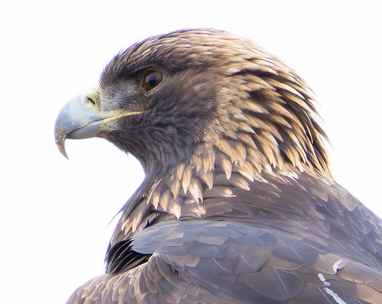 Golden Eagle Aquila chrysaetos 