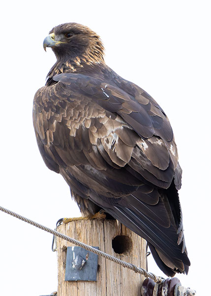 Golden Eagle Aquila chrysaetos 
