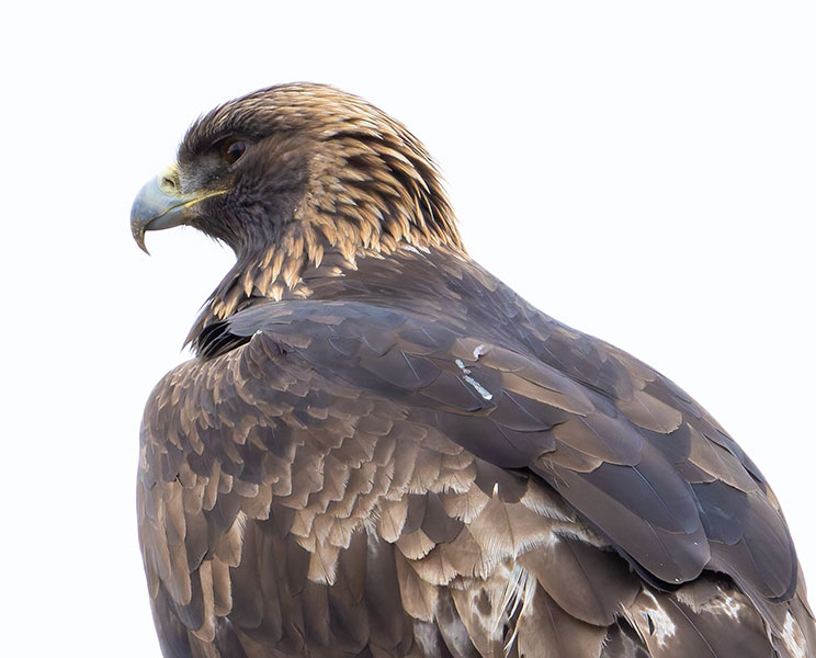 Golden Eagle Aquila chrysaetos 