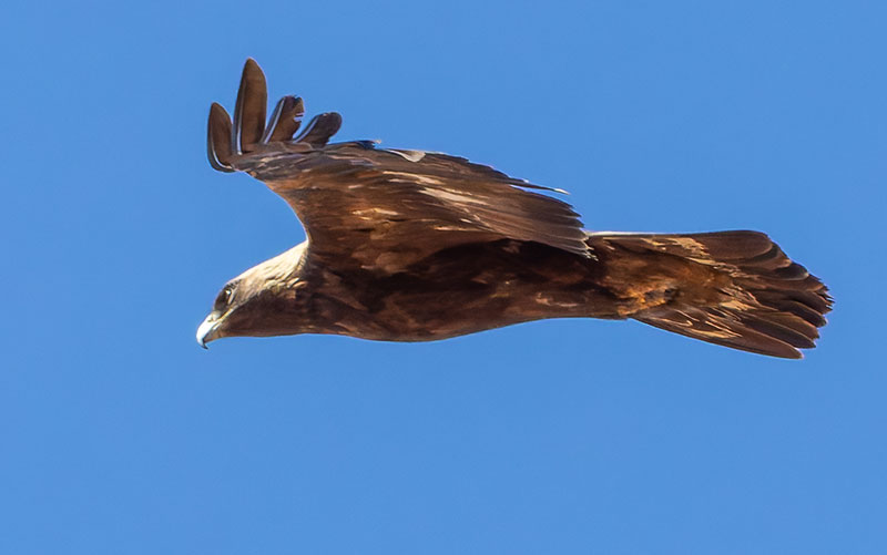 Golden Eagle Aquila chrysaetos 