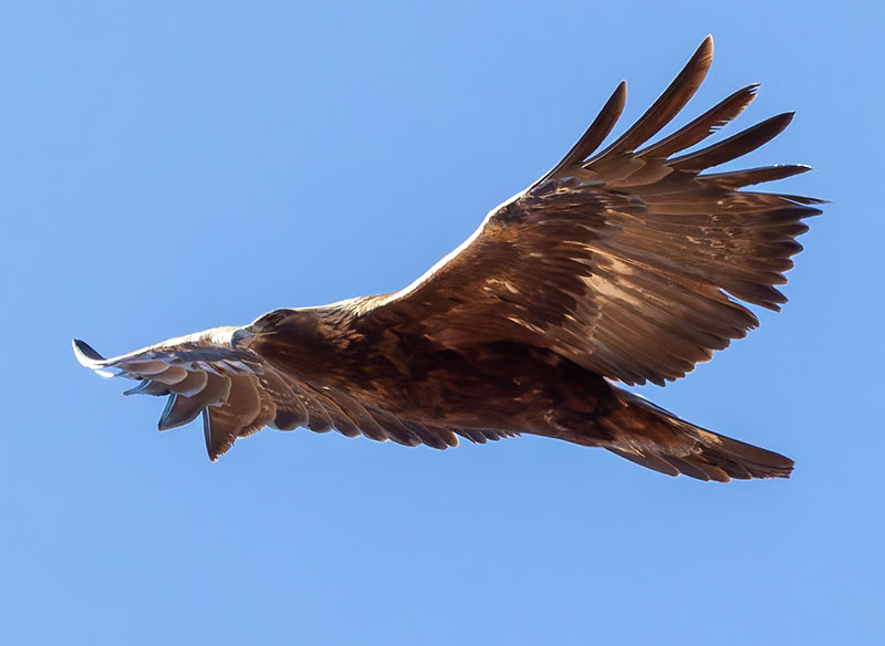 Golden Eagle Aquila chrysaetos 