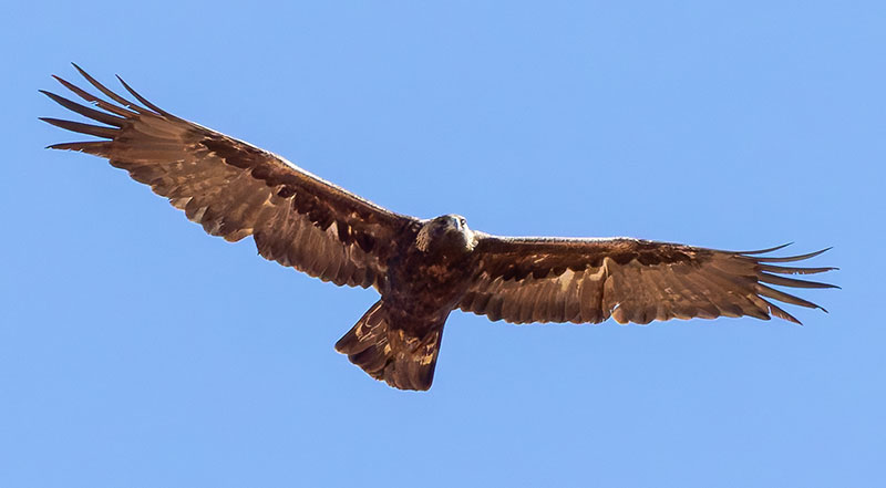 Golden Eagle Aquila chrysaetos 