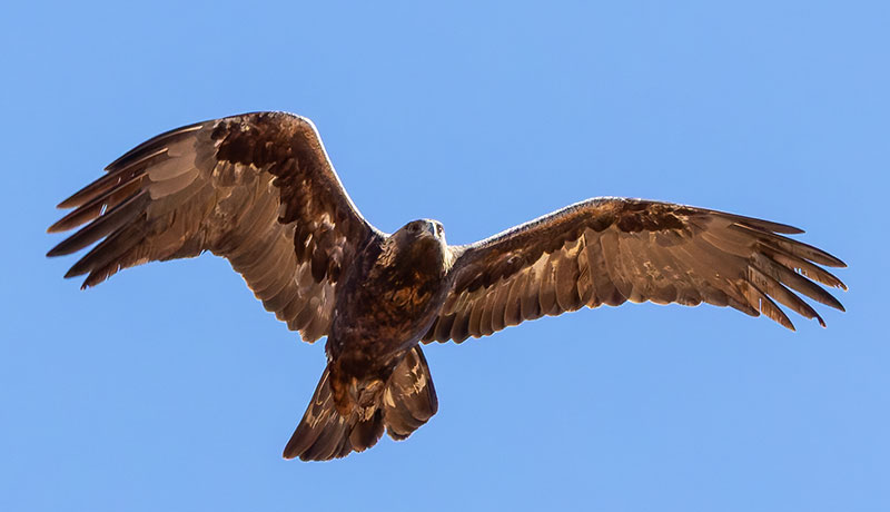 Golden Eagle Aquila chrysaetos 