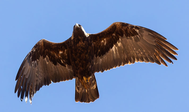 Golden Eagle Aquila chrysaetos 