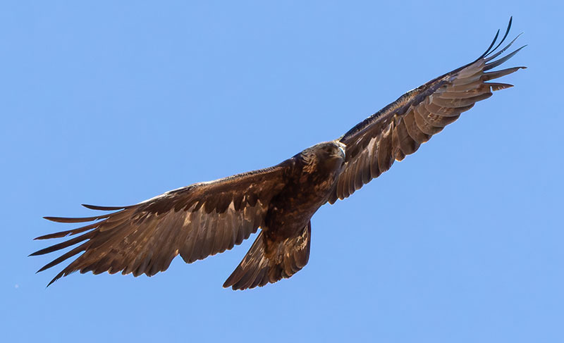 Golden Eagle Aquila chrysaetos 