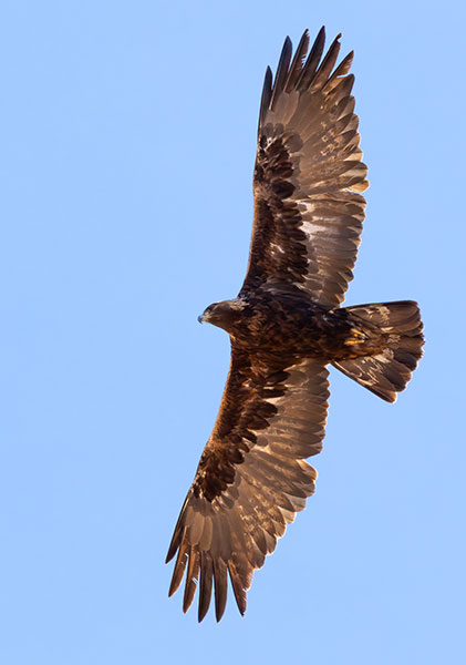 Golden Eagle Aquila chrysaetos 
